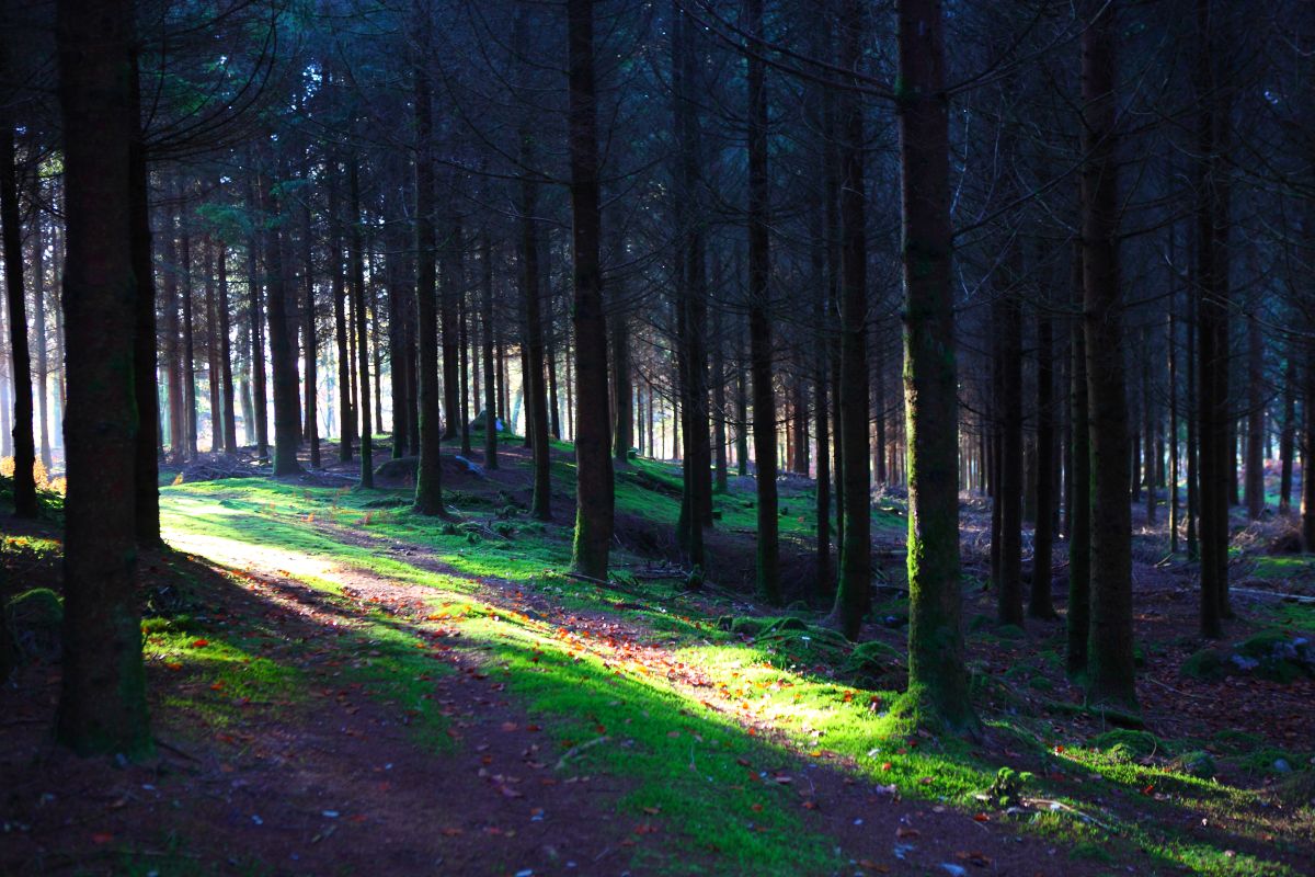 Forêt d'emeraude.jpg